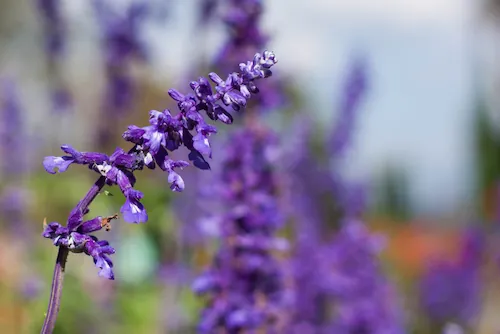 Fleurs de sauge pourpre en gros plan.
