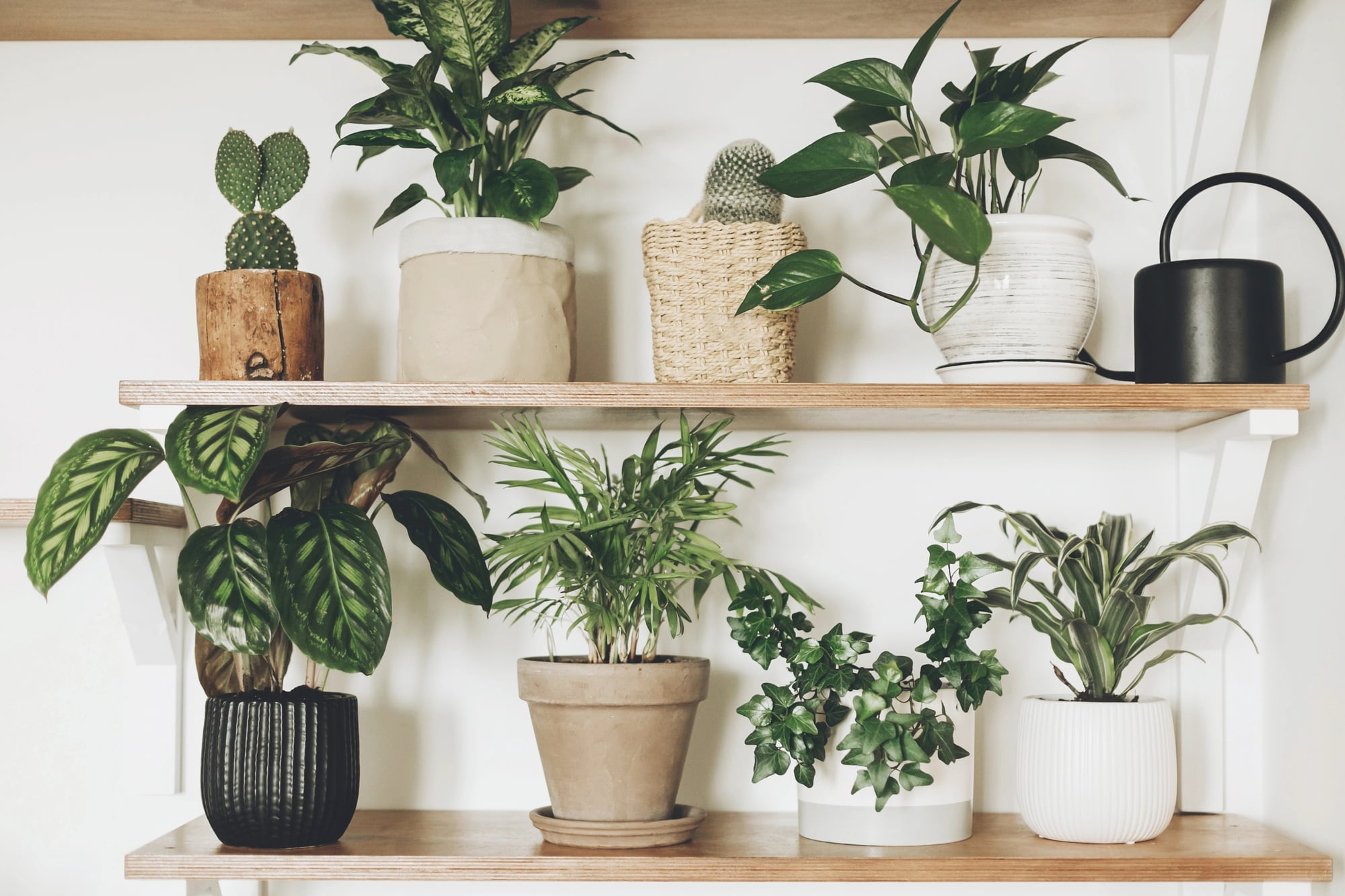 Astuces indispensables pour avoir de belles plantes d'intérieur